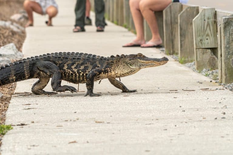 A gator crosses a sidewalk with a bunch of people watching.