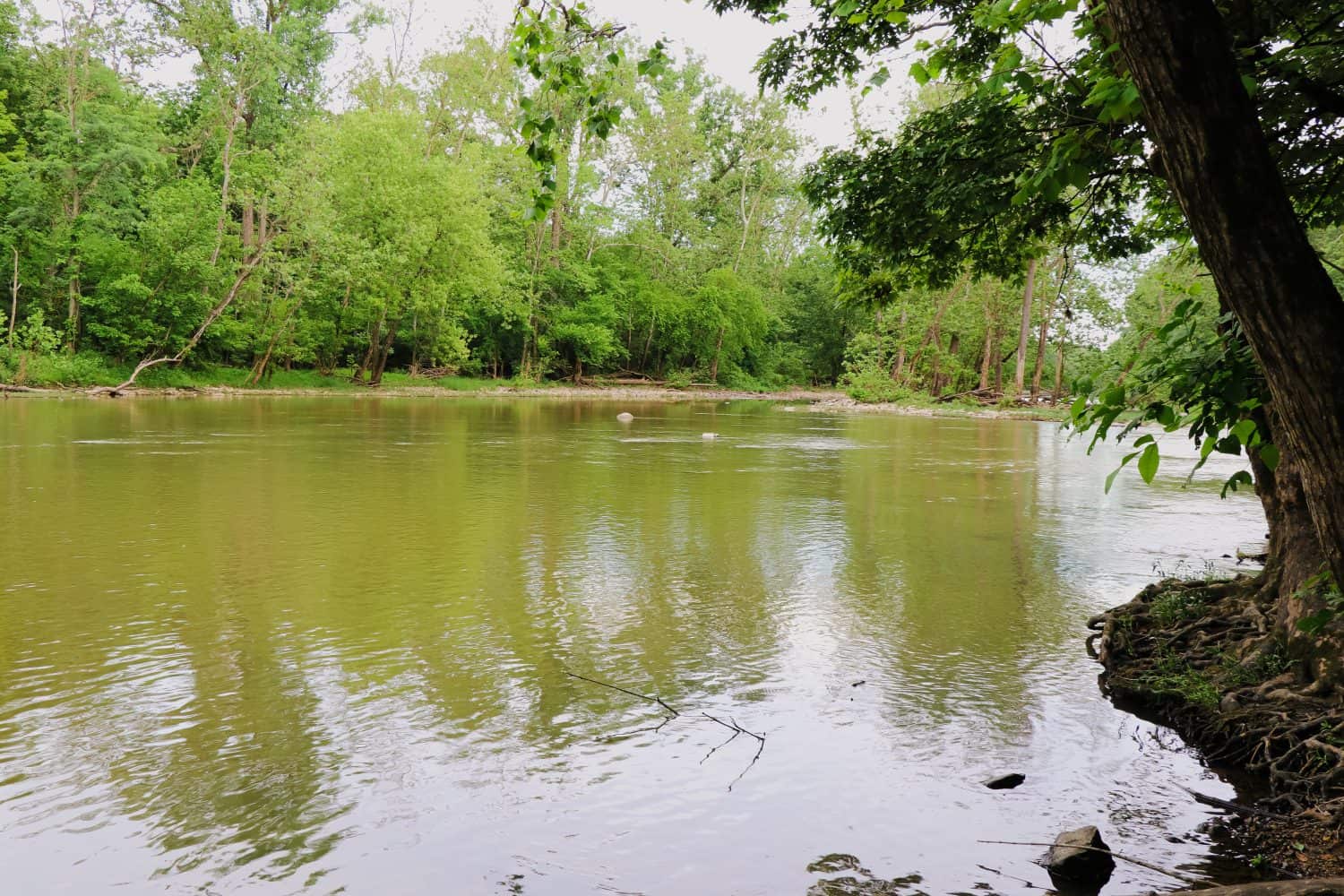 Scioto River in Columbus Ohio with really vibrant green trees