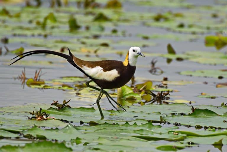 Pheasant-tailed Jacana