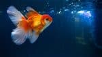 Goldfish