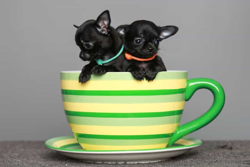 small black Chihuahua puppies.They sit in a large circle.On a grey background.