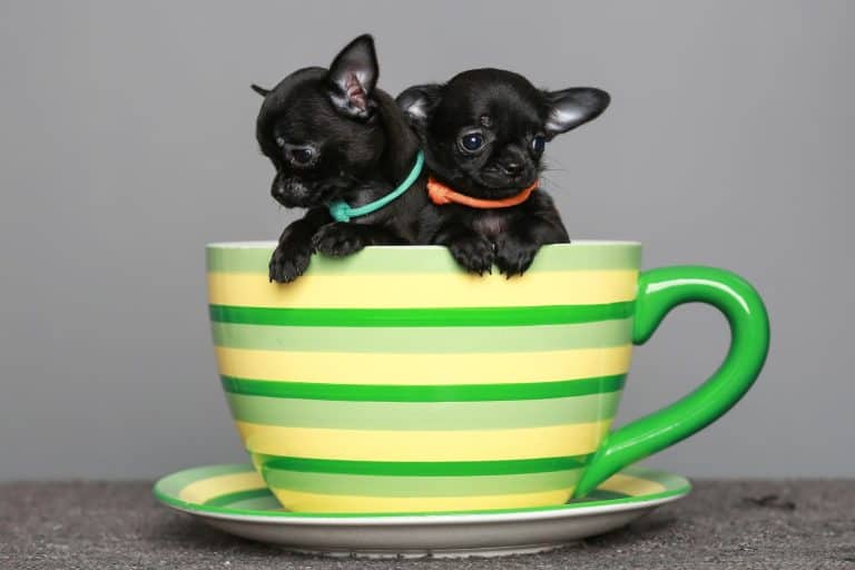 small black Chihuahua puppies.They sit in a large circle.On a grey background.