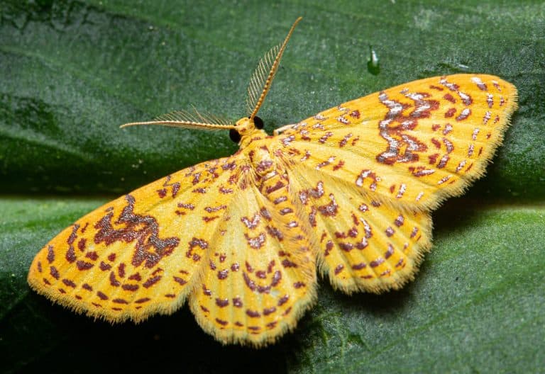 Close up of a beautiful yellow Geometer moth, Eois sp., (Geometridae) from Ecuador. Yellow moth.