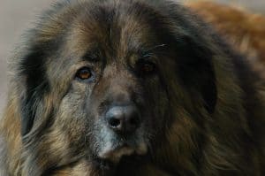 An estrela mountain dog looks up to the camera
