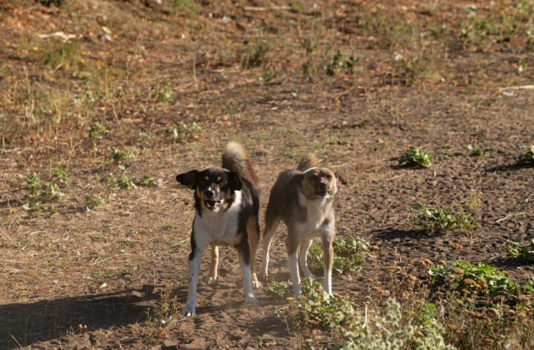 Two rabid dogs throw themselves at the camera lens.