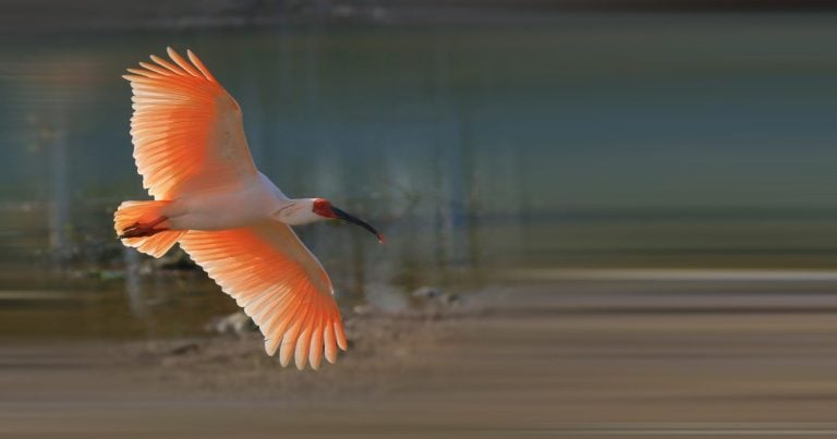 Crested ibis inhabiting Shaanxi, China