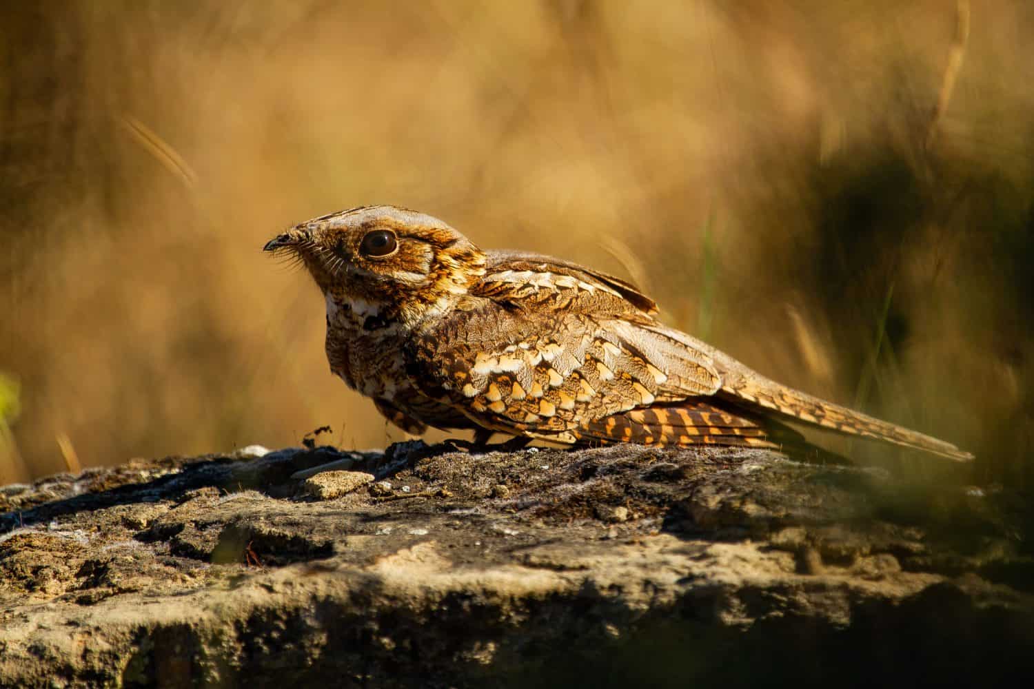 A closeup shot of a red-necked nightjar sitting on a rock