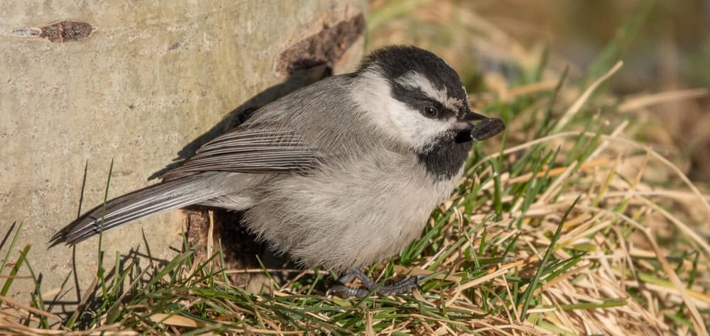 A closeup of a mountain chickadee with a prize sunflower seed.