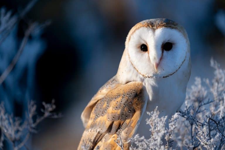 barn owl (Tyto alba) at morning in winter time. On meadow.