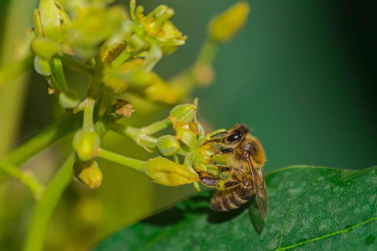 European honey bee (apis mellifera), pollinating avocado flower (persea americana)