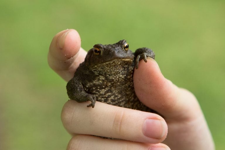 A small frog or toad with warts in the hands of a person. Funny toad meme.