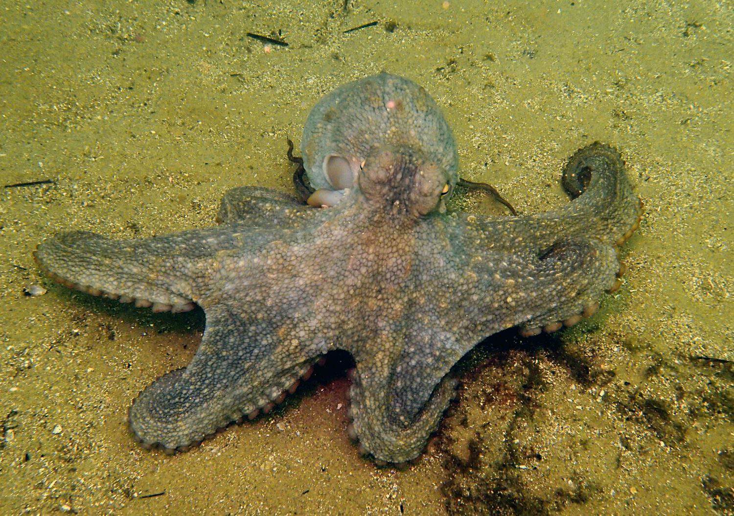 Playful southern octopus (octopus Australis) cephalopod moves across sandy ocean floor