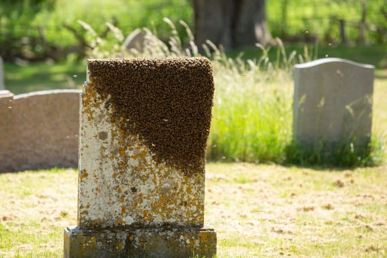 Swarm of bees on a gravestone