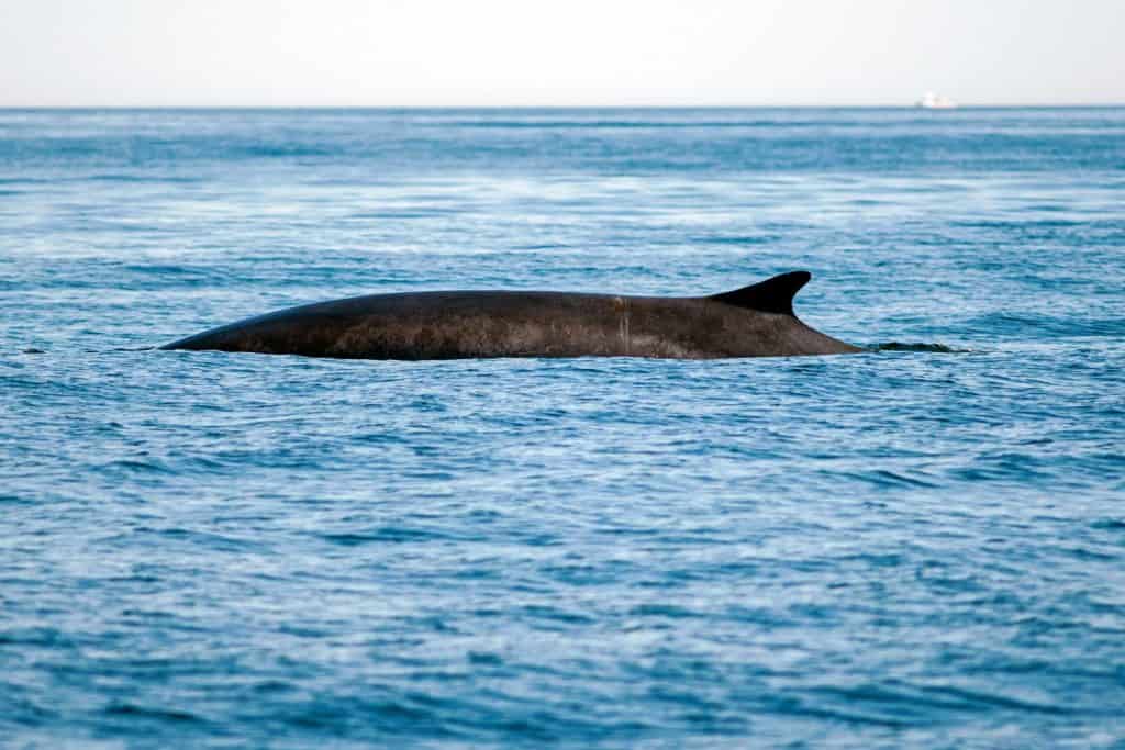 A Enormous Fin Whale's dorsal fin rises above the ocean's surface as it dives in the Gulf of Maine.