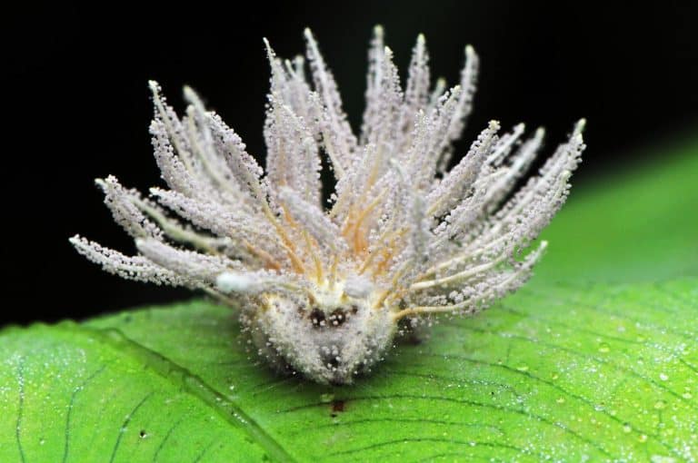 The poor jumping spider infected by the gibellula pulchra fungi.