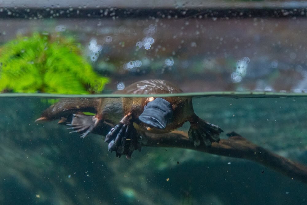 Platypus in an aquarium in Tasmania, Australia