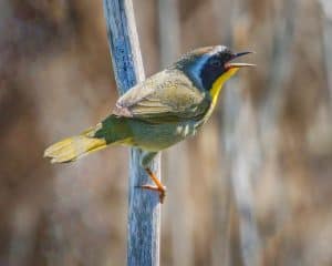 A Common Yellowthroat on Perch