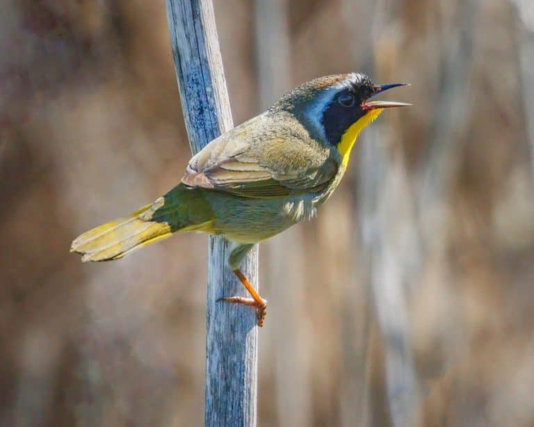 Common Yellowthroat