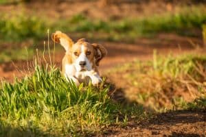 photo of a bagle playing in the grass