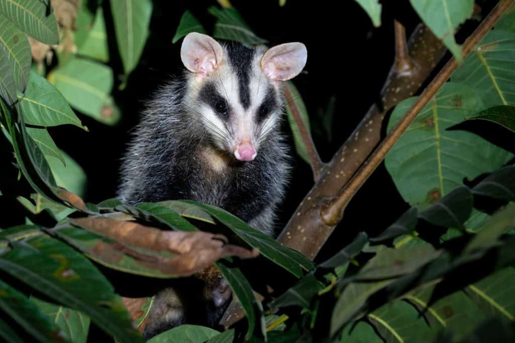 This opossum looks more like a raccoon, but is related to other marsupials.