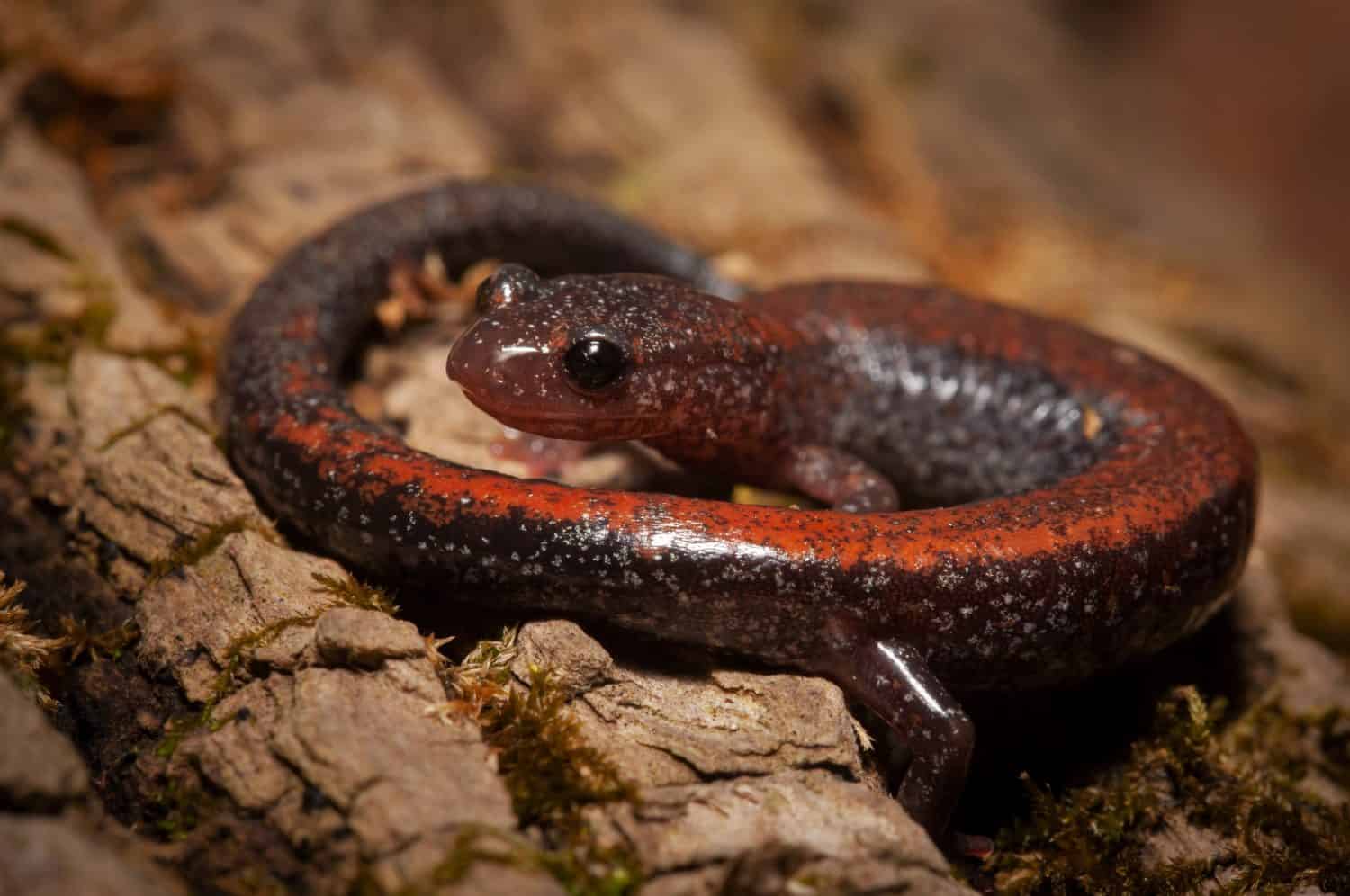 Closeup photo of a brightly colored eastern redback salamander