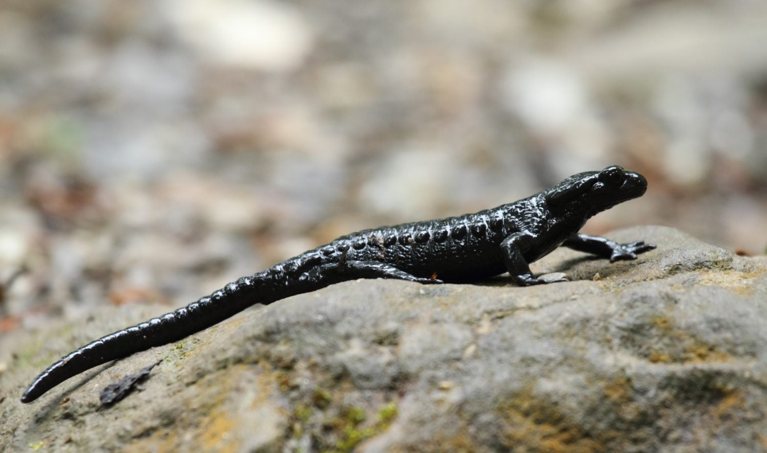 Black alpine salamander in the Austrian alps