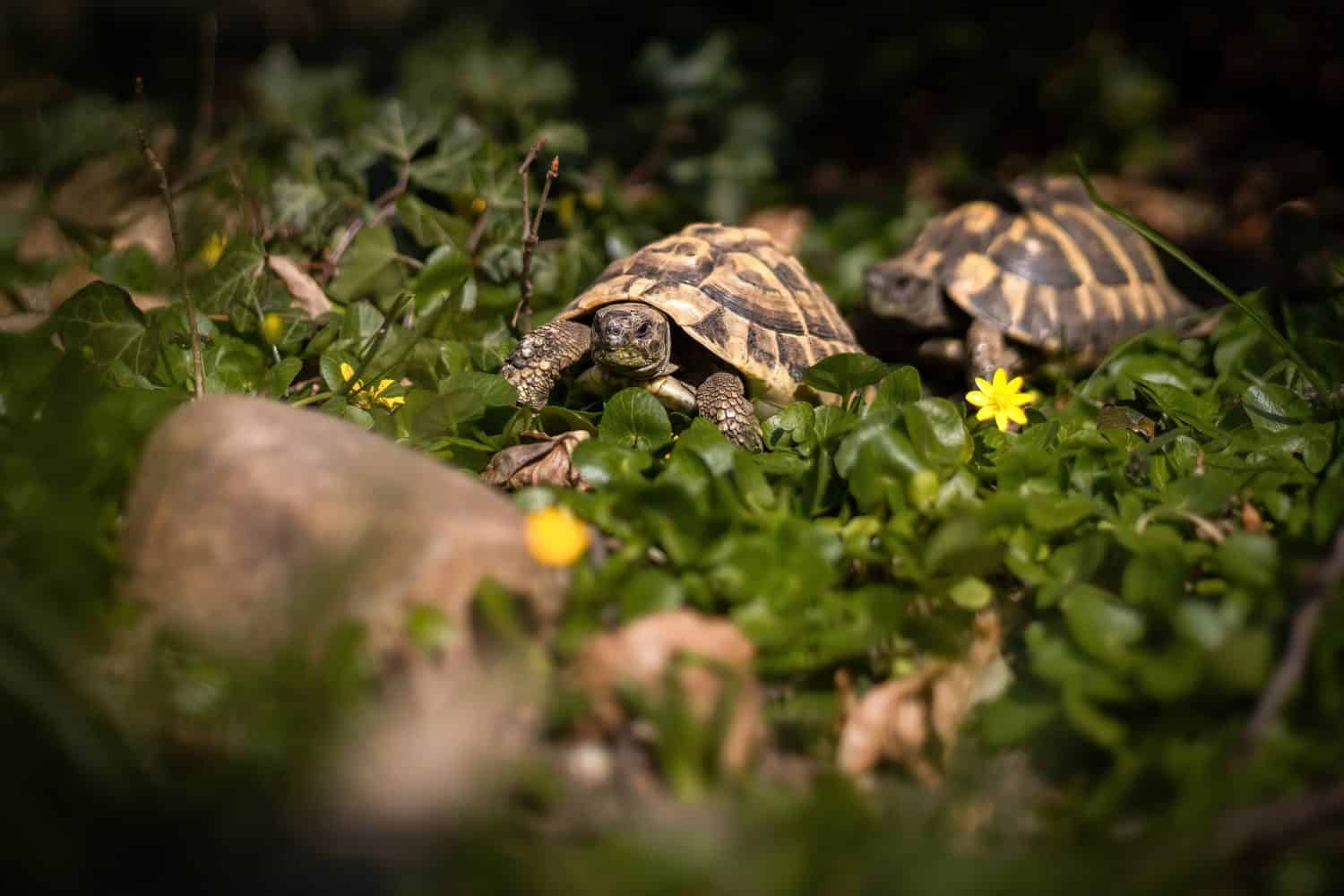 A closeup shot of two Hermann's tortoises crawling on a field