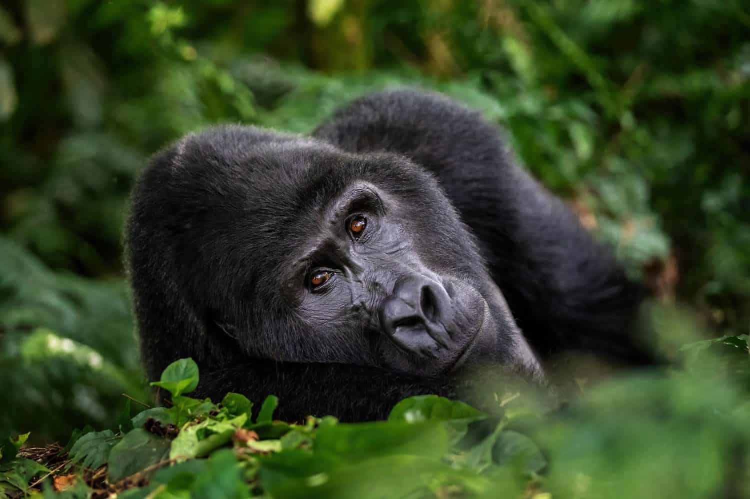 A large silverback mountain gorilla, gorilla beringei beringei, lies in the undergrowth of the Bwindi Impenetrable forest, Uganda. A world heritage site.