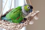 True parrots