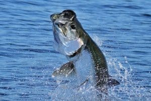 Tarpon Jumping in the Caribbean Sea