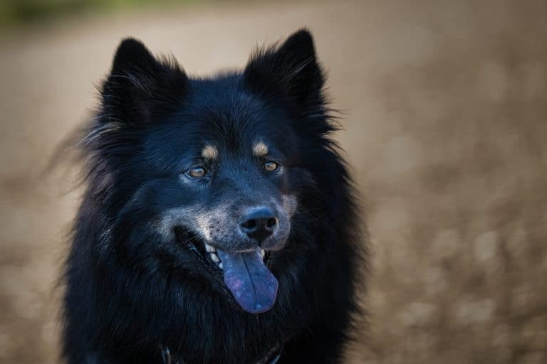 Chow Shepherd