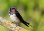 Barn Swallow