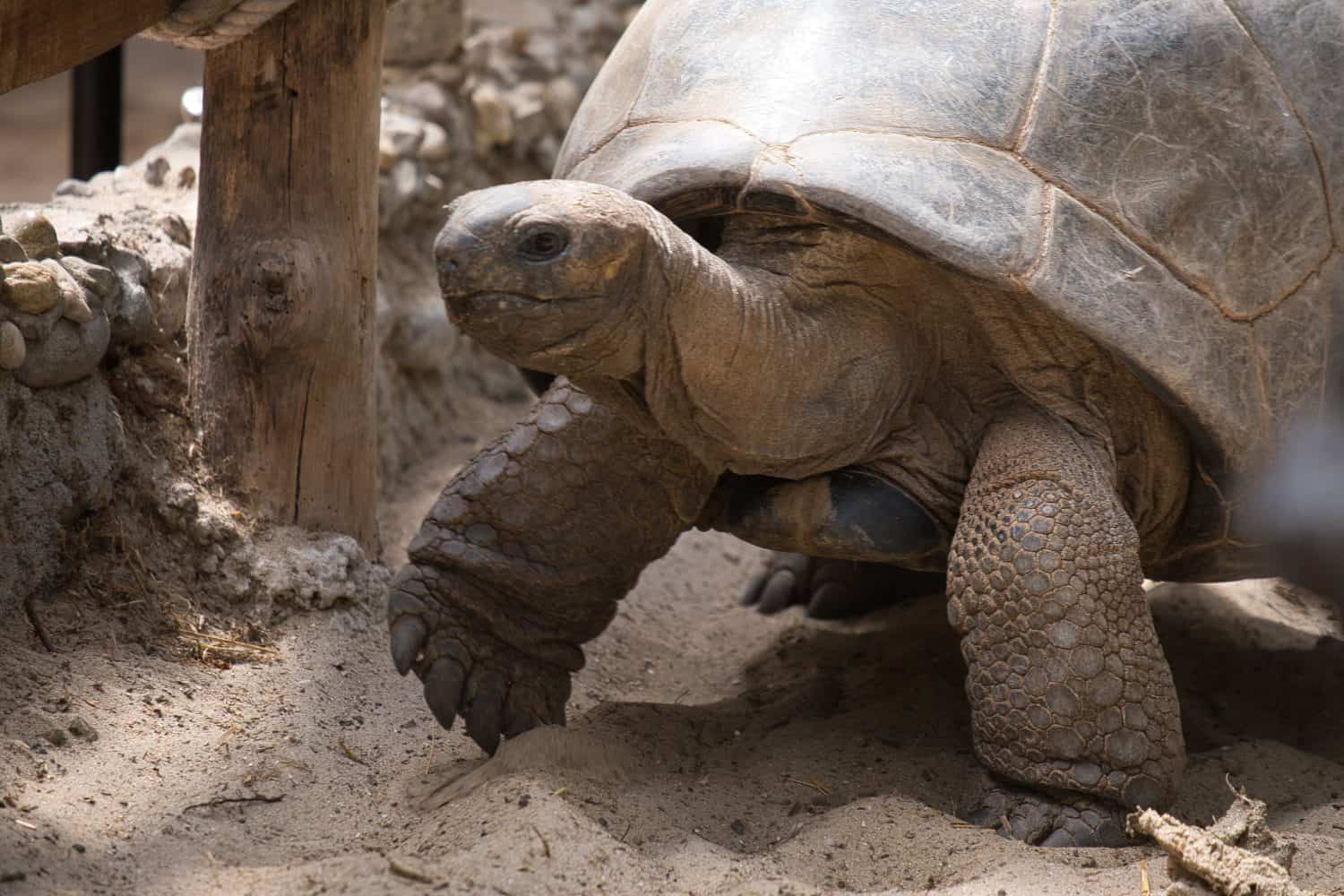 A closeup of a Pinta Island tortoise in Pairi Daiza