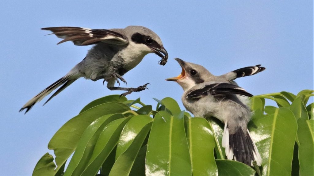 Loggerhead Shrike about to land to feed its fledgling a Beetle!