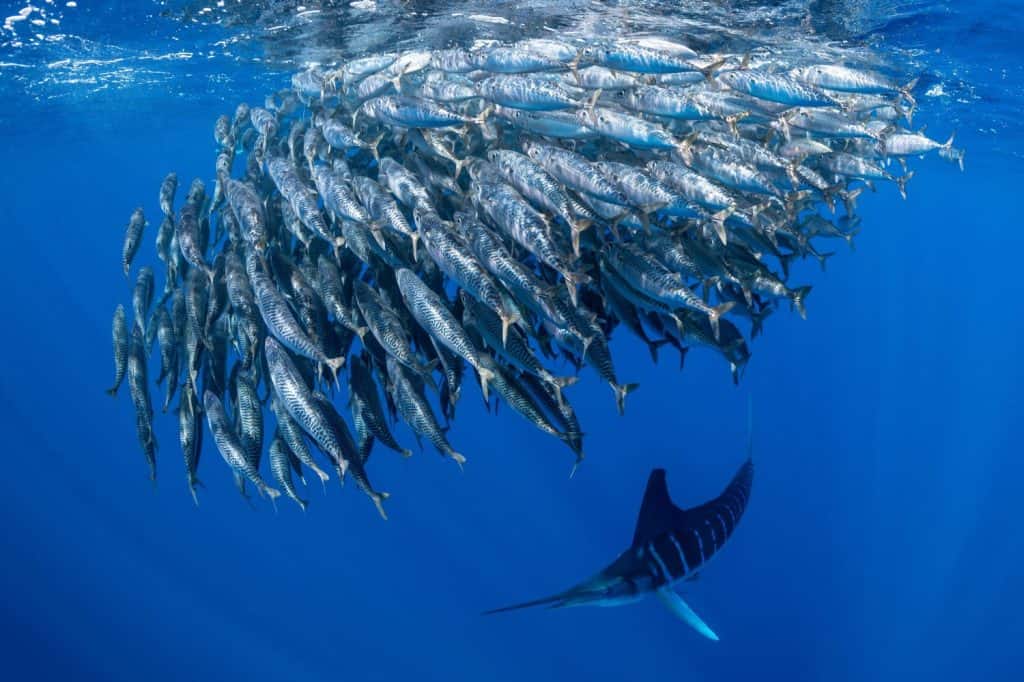 Marlins hunting on sardines or makerels in Baja California Sur