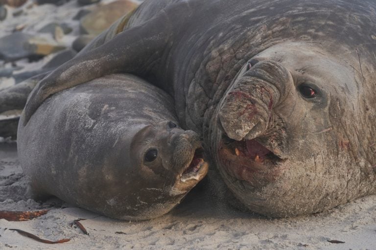 Southern Elephant Seals (Mirounga leonina) mating on a sandy beach on Sealion Island in the Falkland Islands.