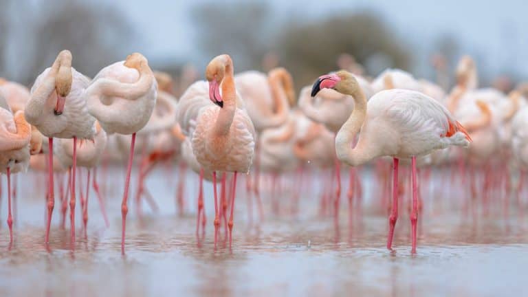 Greater flamingo (Phoenicopterus roseus) is the most widespread and largest species of the flamingo family. Group of brids resting in water in Camague, France. Wildlife scene of nature in Europe.