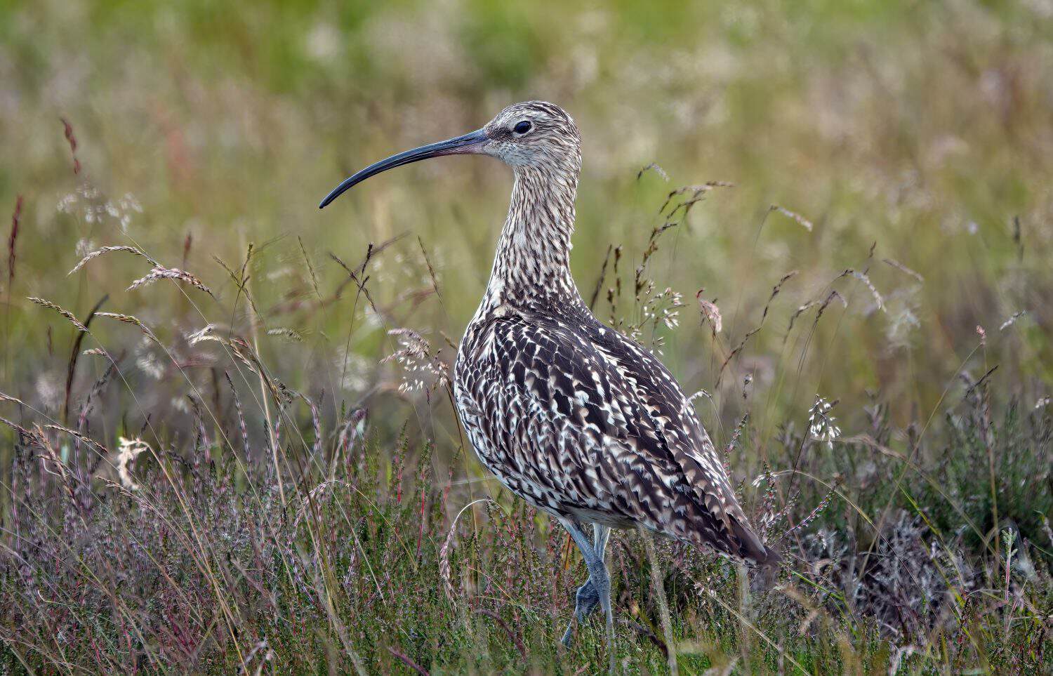 A curlew standing in the long grass on the North York Moors, UK in summertime.
