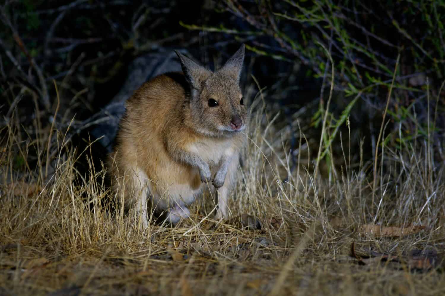 Brown or Rufous Hare-wallaby - Lagorchestes hirsutus also called mala, small marsupial macropod in Australia on Bernier and Dorre Island and Dryandra woodland reserve. 
