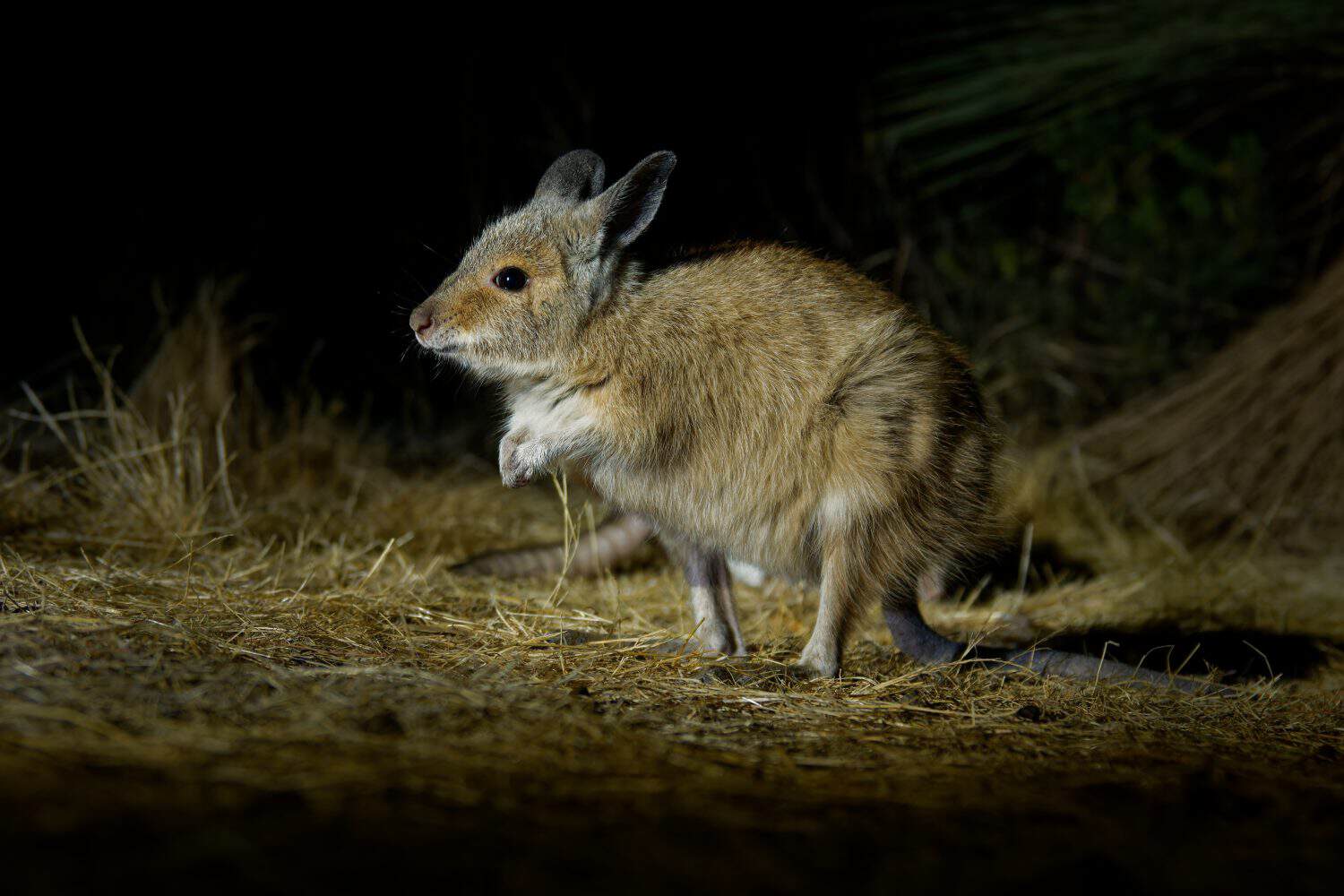 Brown or Rufous Hare-wallaby - Lagorchestes hirsutus also called mala, small marsupial macropod in Australia on Bernier and Dorre Island and Dryandra woodland reserve. 