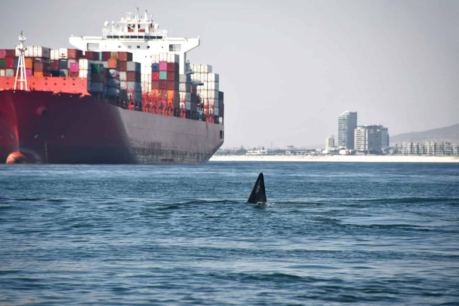 Fin of a southern right whale (Eubalaena australis) sticking out of the water, in front of a large container ship. Focus on the whale.