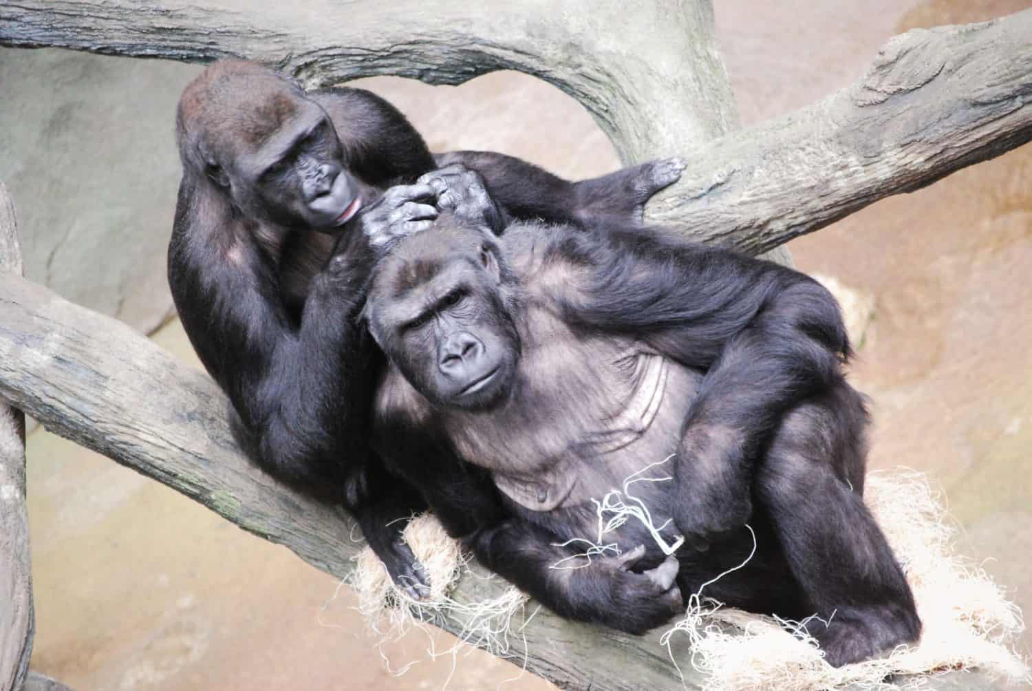 Two gorillas pair couple grooming