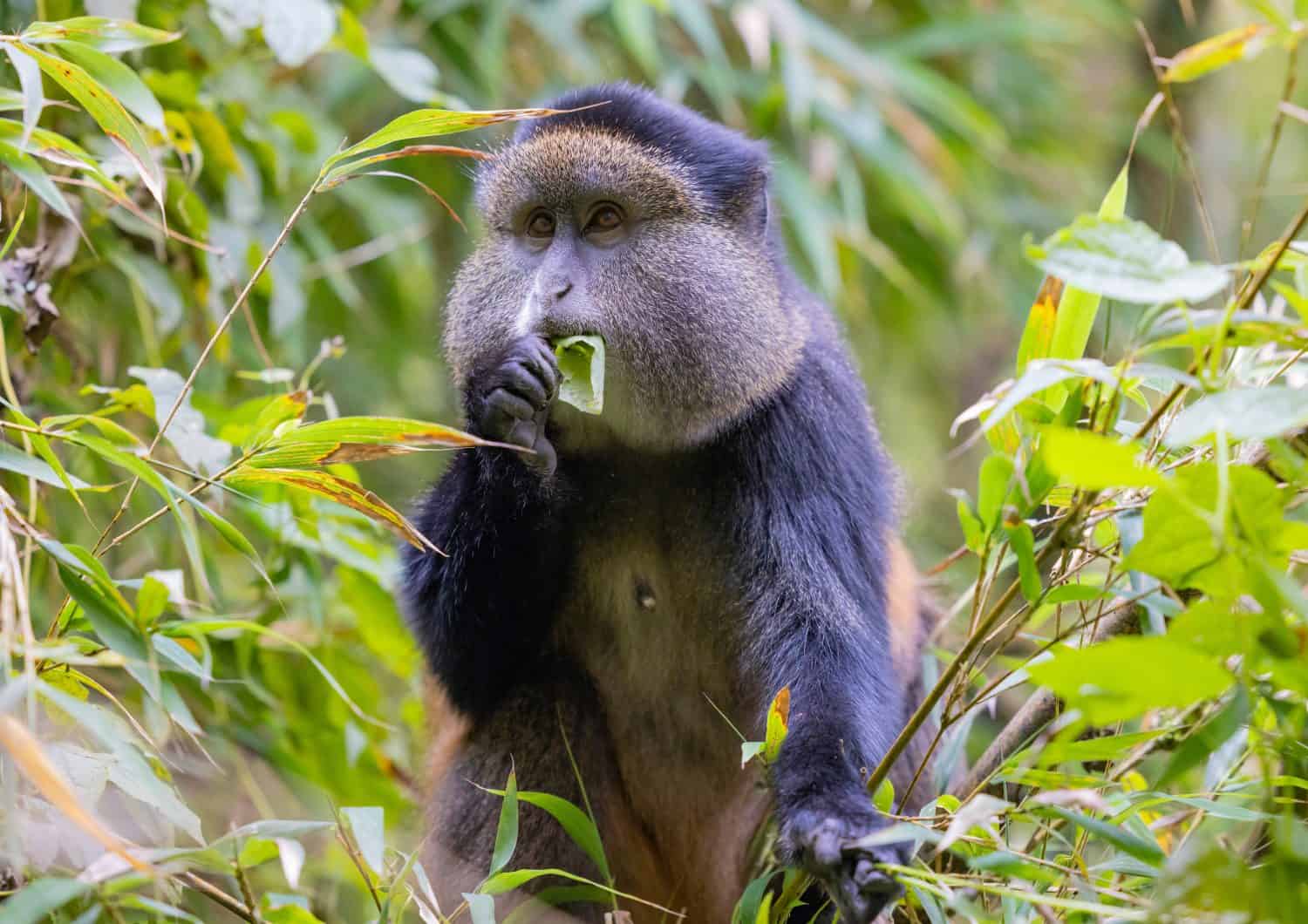Golden Monkey in the Virunga volcanic mountains of central Africa