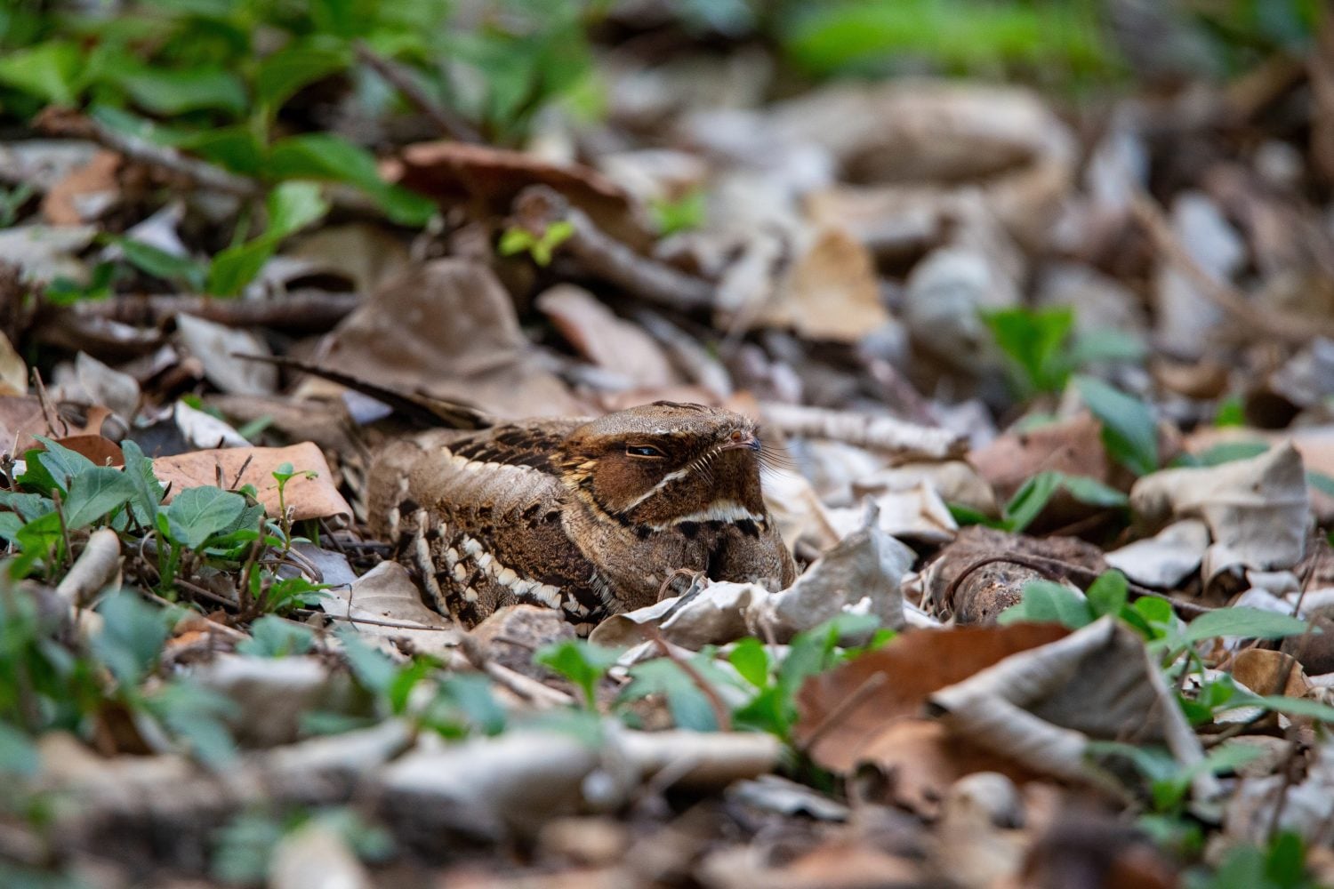 Red-necked nightjar (Caprimulgus ruficollis) Samut Prakan, Thailand.