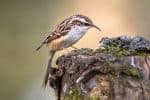 Treecreepers