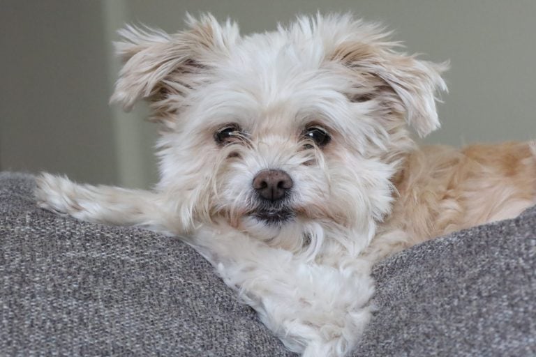 Maltese Mix