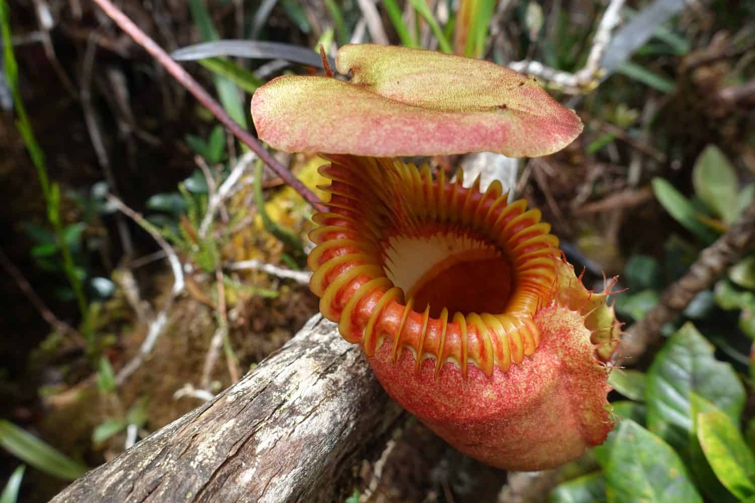 Borneo Pitcher plant closed up 