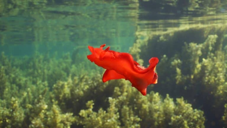 Bright red sea slug dancing swims over thickets Seaweed Brown Sargassum. Spanish Dancer Nudibranch (Hexabranchus sanguineus) swim above seagrass bed in daytime, Red sea, Egypt