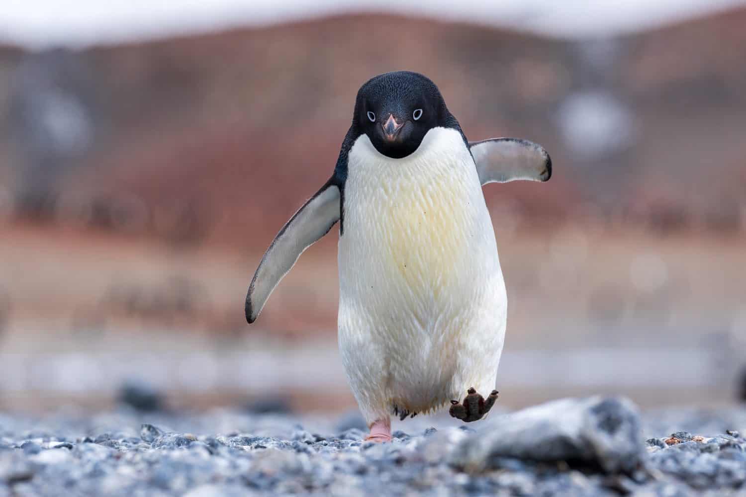 One of the largest Adele penguin colony is on the coast of Cape Adare.