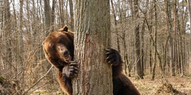 brown bear hiding behind a tree and looking